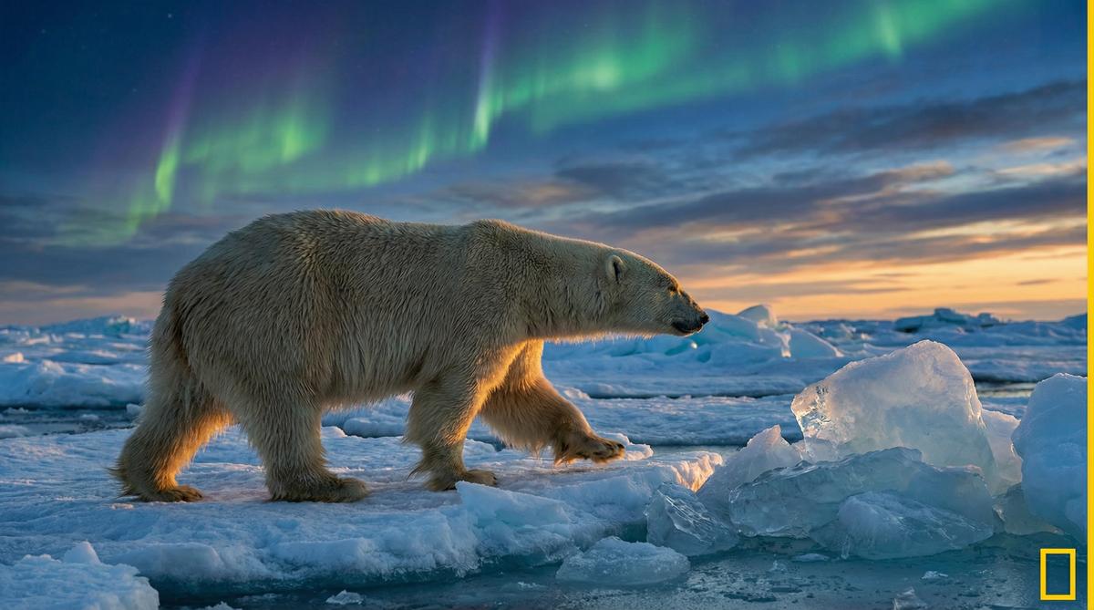 茄子视频北极熊视频